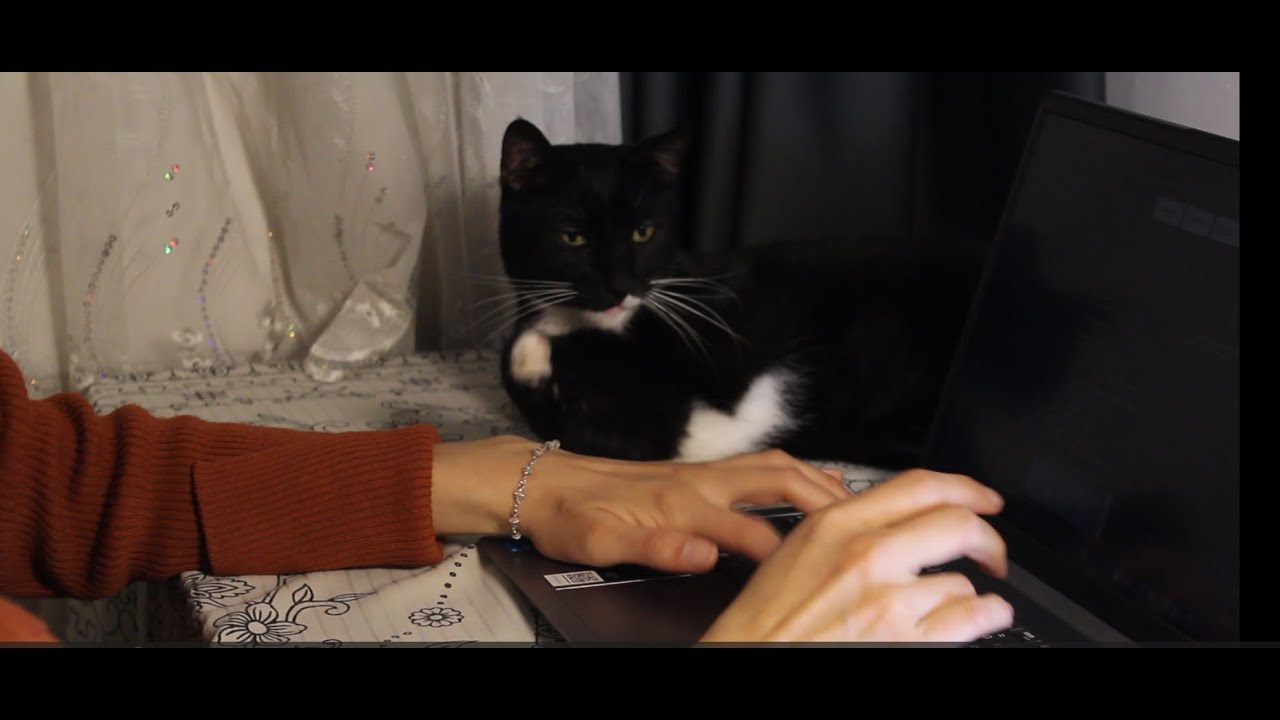 a quiet school day | cooking & playing with my cats