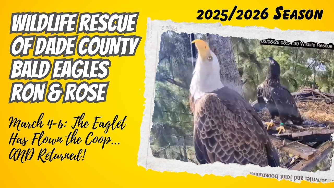 The Eaglet Has Flown the Coop... & Returned| Wildlife Rescue of Dade Nest Ron & Rose (3/4–3/6)