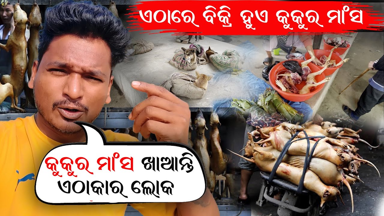 କୁକୁର ମାଂସ ଖାଆନ୍ତି ଏଠାକାର ଲୋକମାନେ || ଏଠାରେ ବିକ୍ରି ହୋଉଛି କୁକୁର ମାଂସ DOG MEAT MARKET NAGALAND