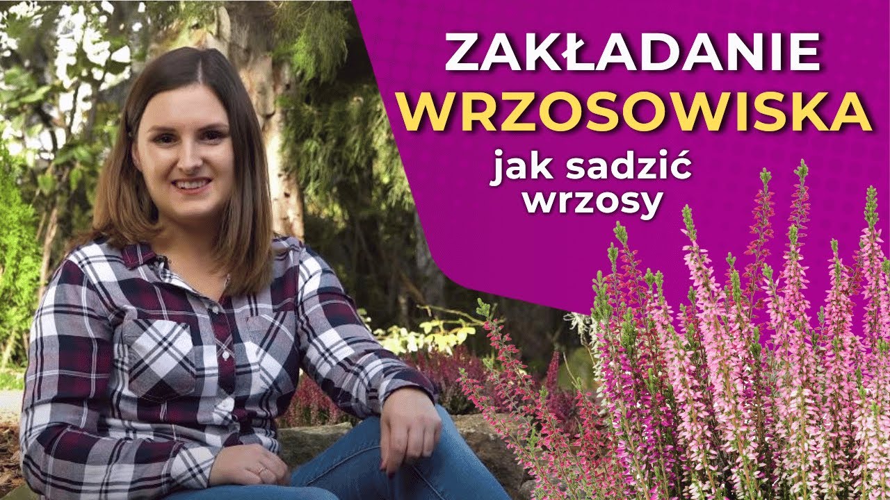 Zakładanie wrzosowiska - jak sadzić wrzosy?