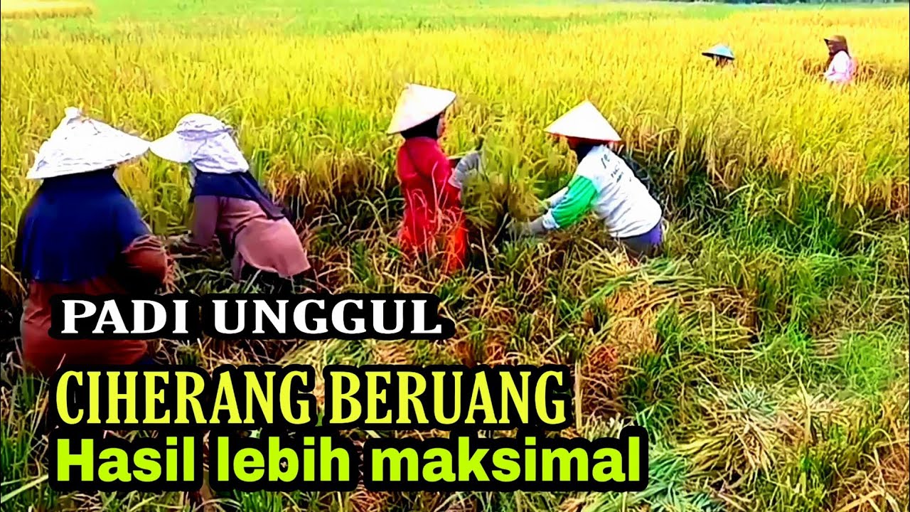 PADI UNGGUL HASIL MELIMPAH PADI CIHERANG BERUANG