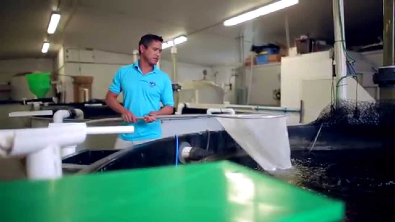 Mote Marine Laboratory Aquaculture