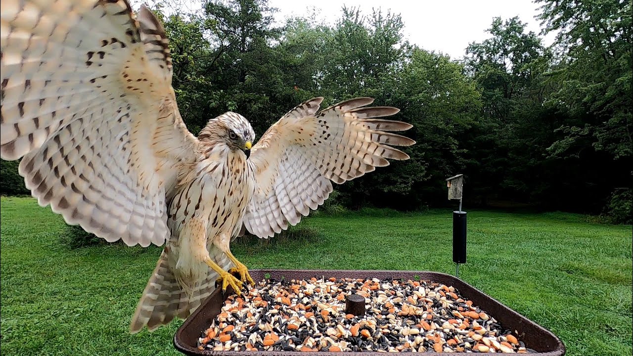 Hawk Lands on Our Bird Feeder to Check Things Out, Including Himself in the Camera!