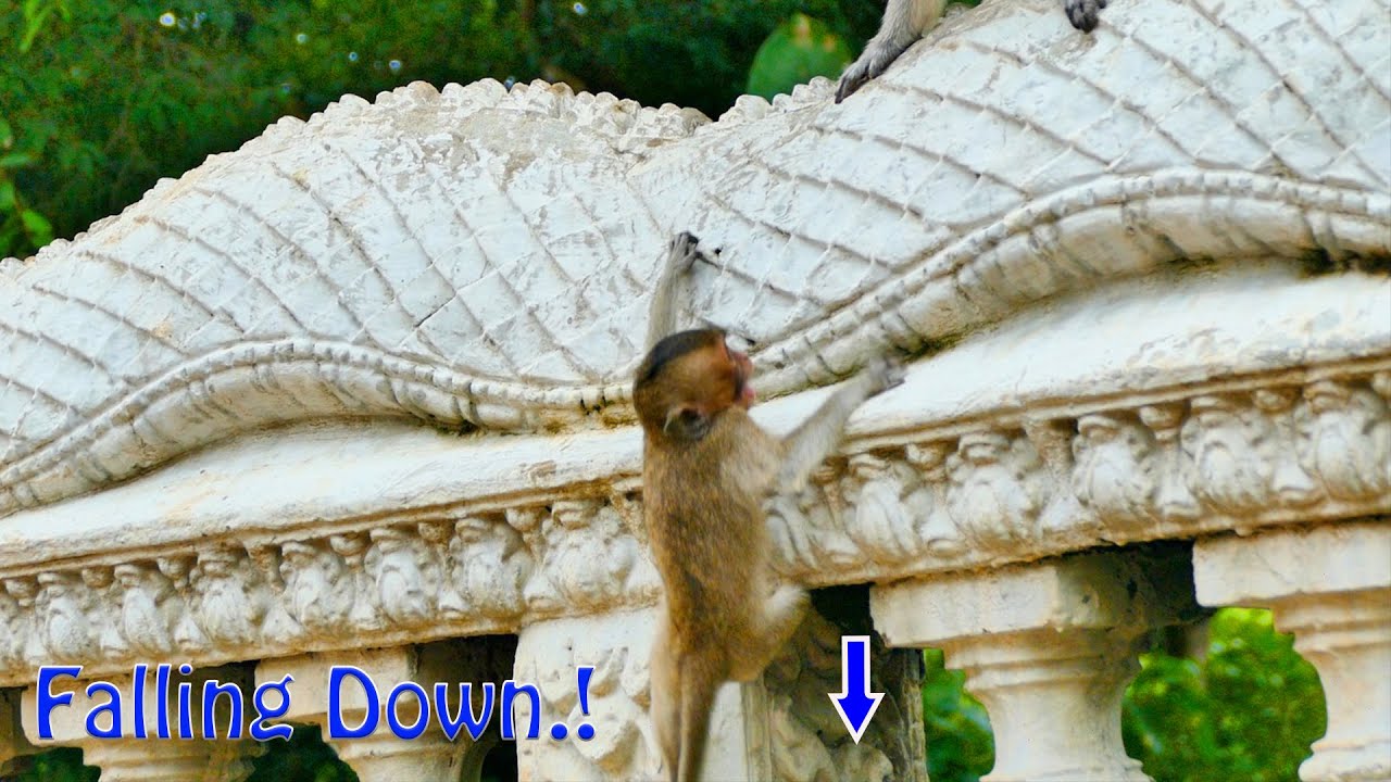 Little Adorable Monkey Emma Got Slippery As She Follows Mother