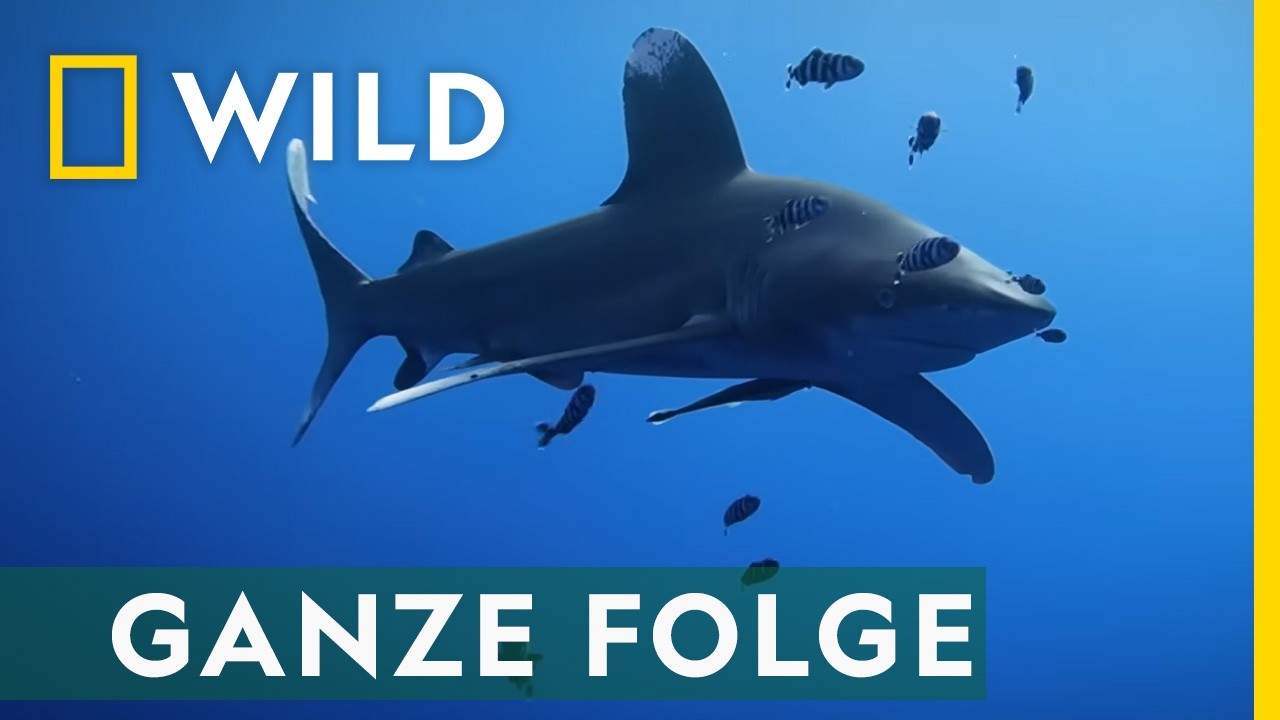 Haiangriffe am Roten Meer - Ganze Dokumentation | National Geographic WILD