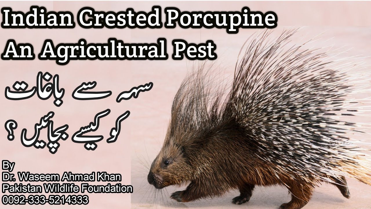 Indian Crested Porcupine An Agricultural Pest | How To Save Gardens From Porcupine