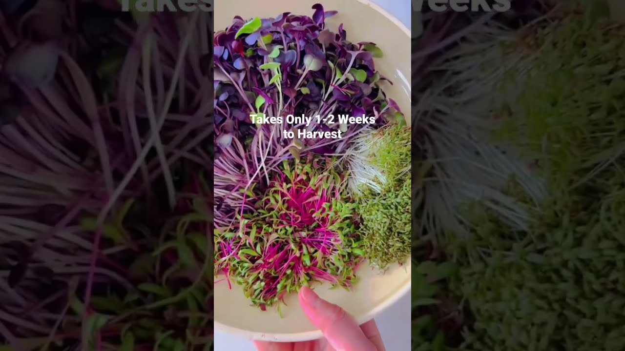 Growing microgreens only takes 1-2 weeks to harvest!  So easy! #shorts #microgreensrecipe