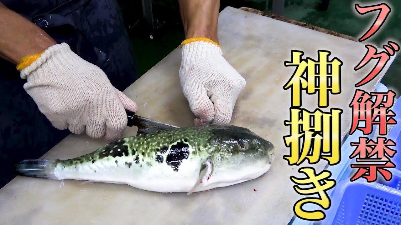 フグが解禁されました！トラフグの神捌きをご覧ください！！