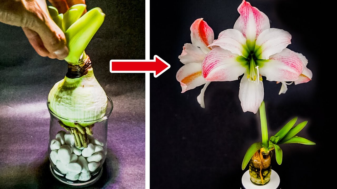 Growing Amaryllis In Water Time Lapse (Bulb To Flower)
