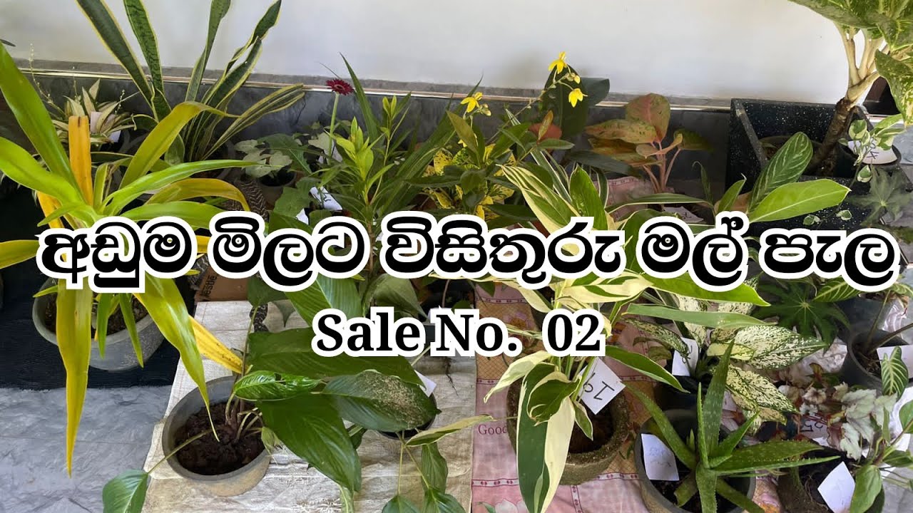  අඩු මිලට විසිතුරු මල් පැල  (sale 02)