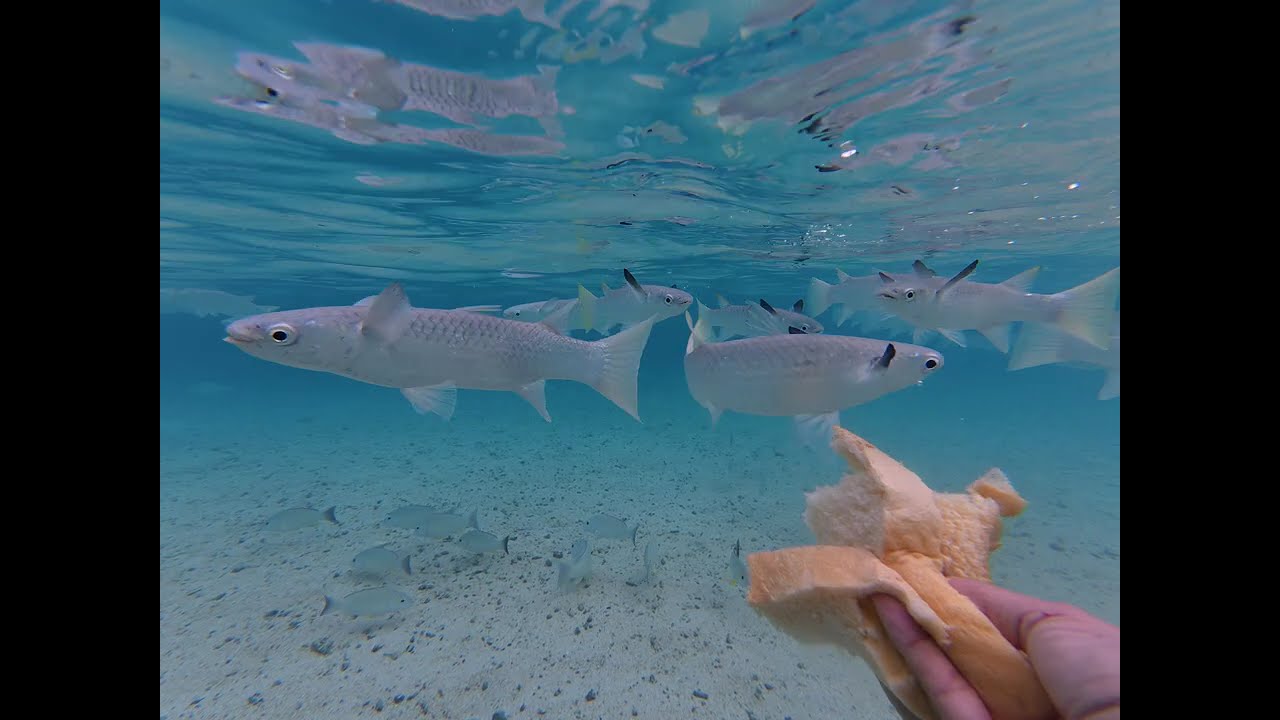Dinner Time!