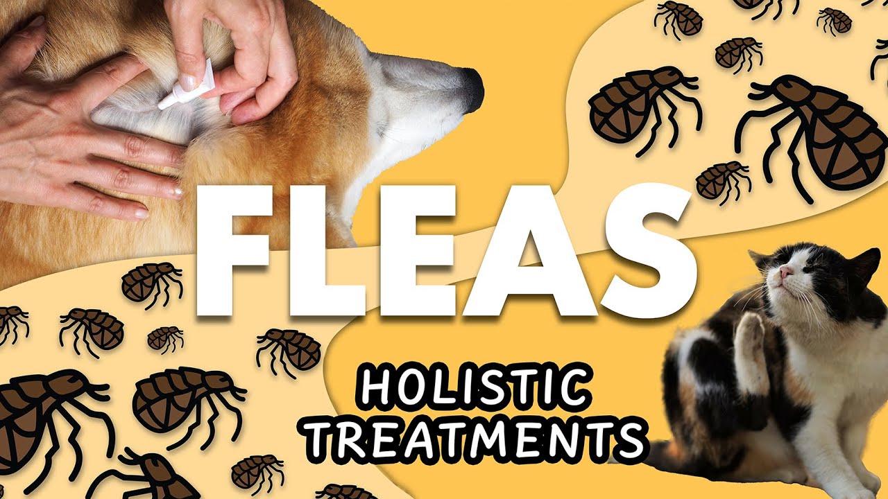 FLEAS DEEP DIVE! Treating All Stages of Flea Life Cycle