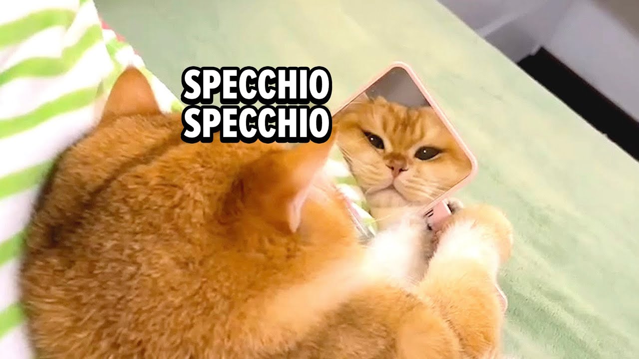 Gatto dici? 😸🎤  Ep. 16
