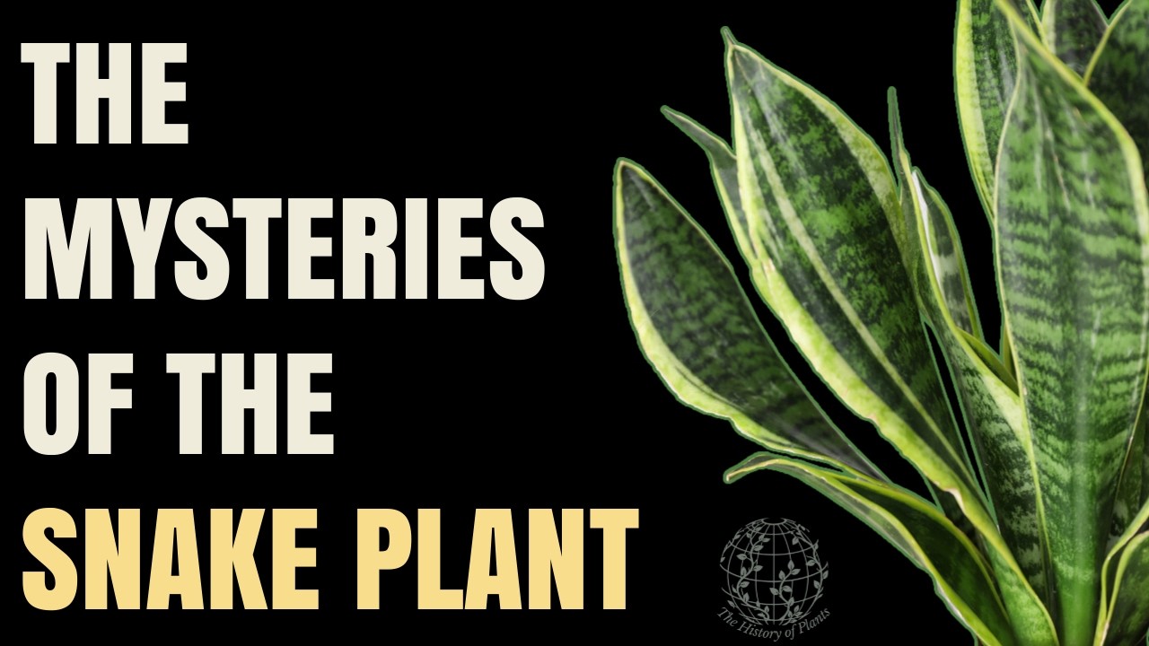 The Mysterious Origins of the Snake Plant