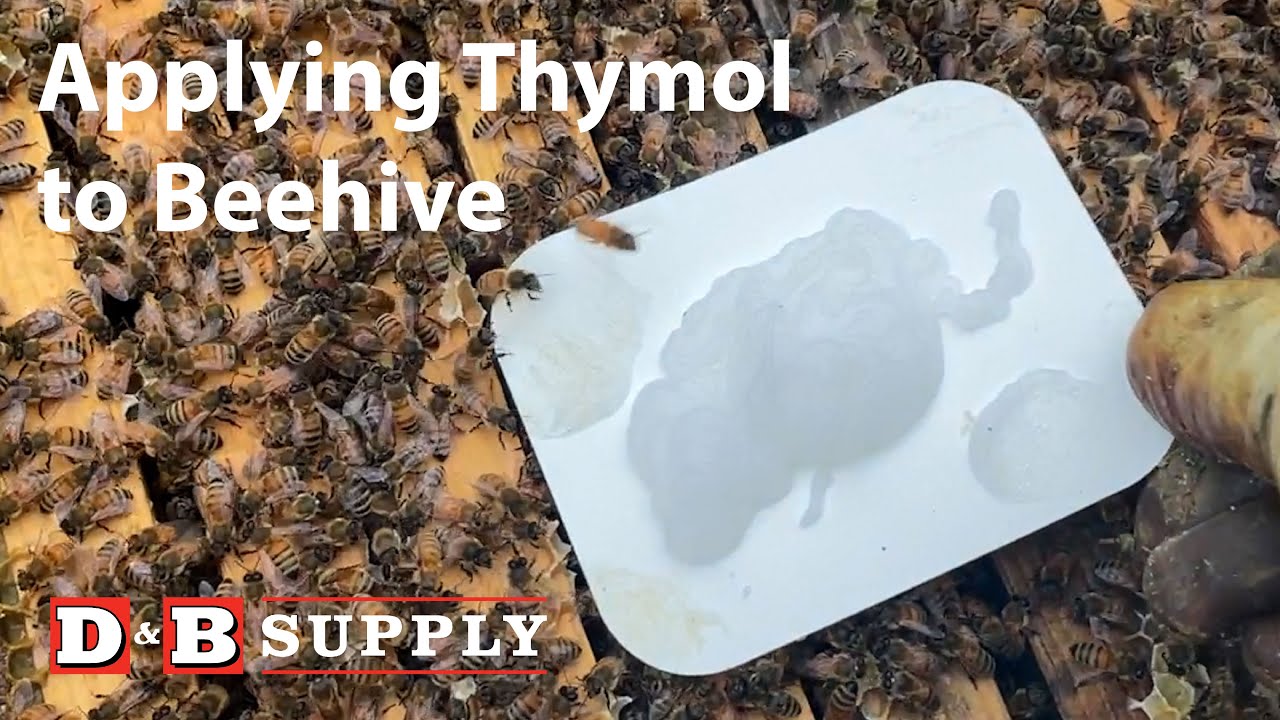 Treating a Beehive for Varroa Mites