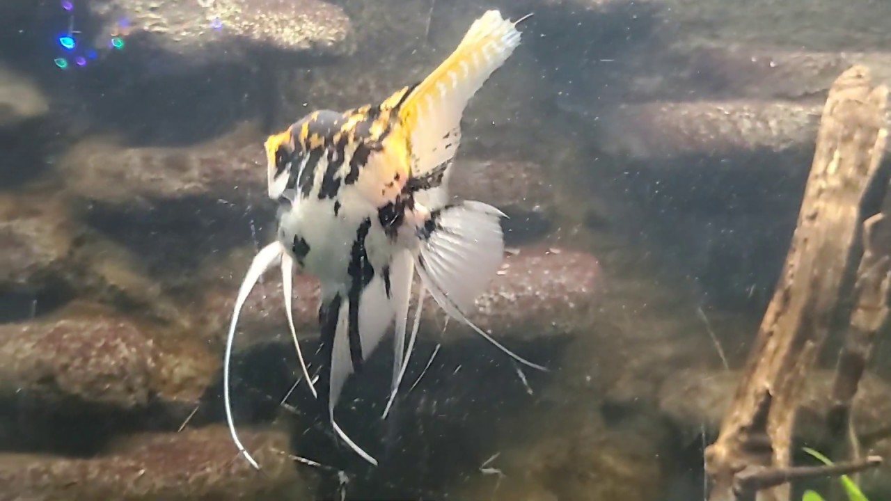 How Angelfish act when breeding. Angelfish Aggressive when breeding.