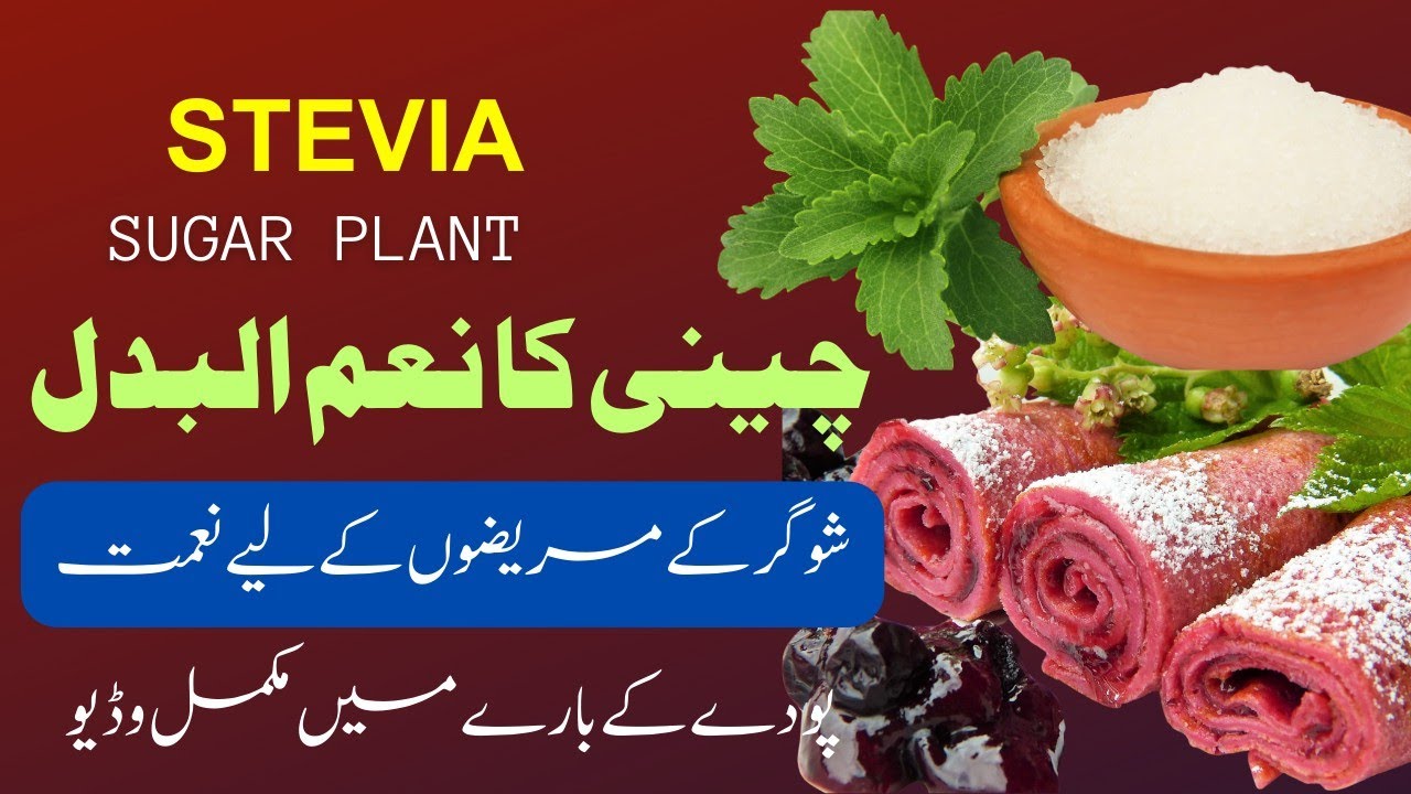 Stevia Sugar Plants: The Expert's Guide to Successful Growth