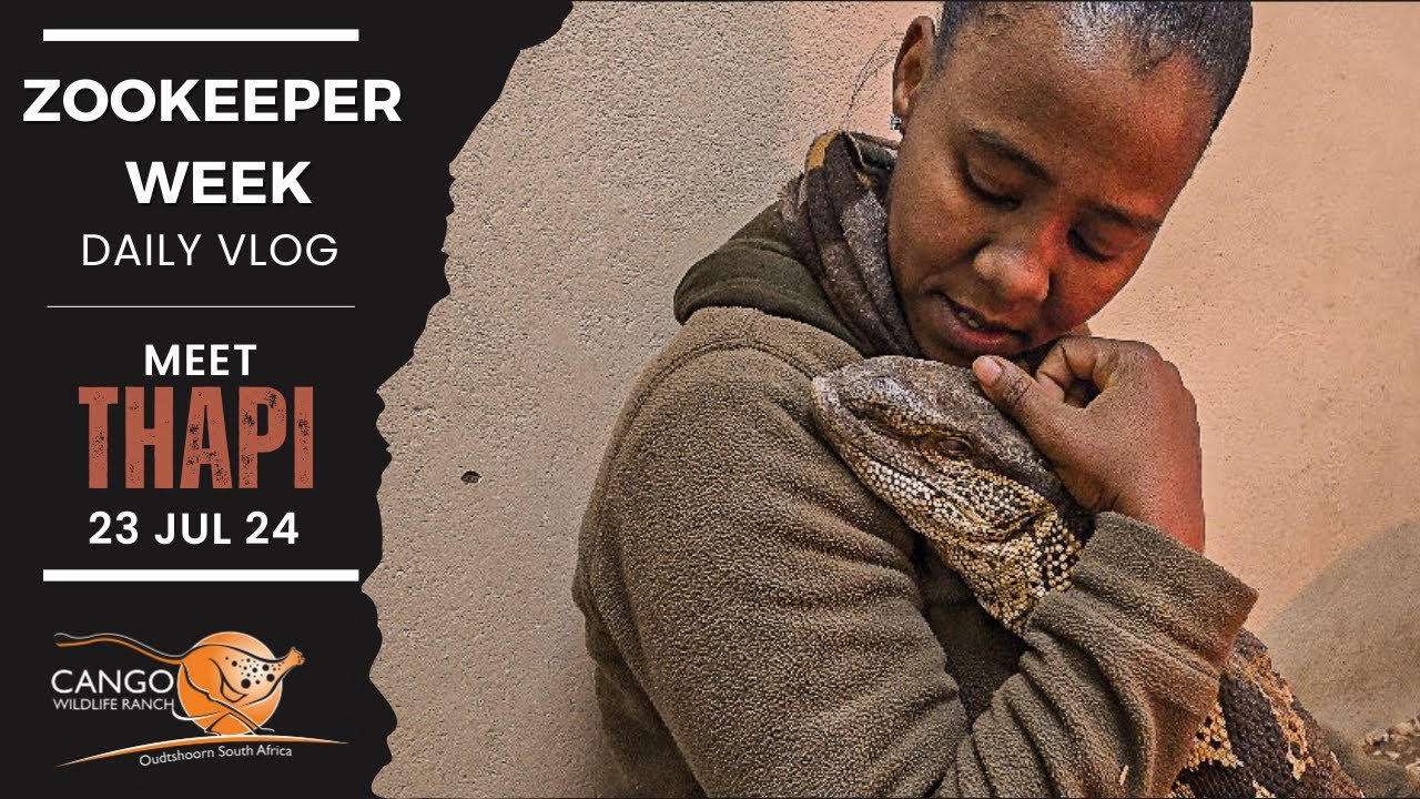 Scaly Soulmate: Meet Thapelo and Dwayne the Rock Monitor at Cango Wildlife Ranch