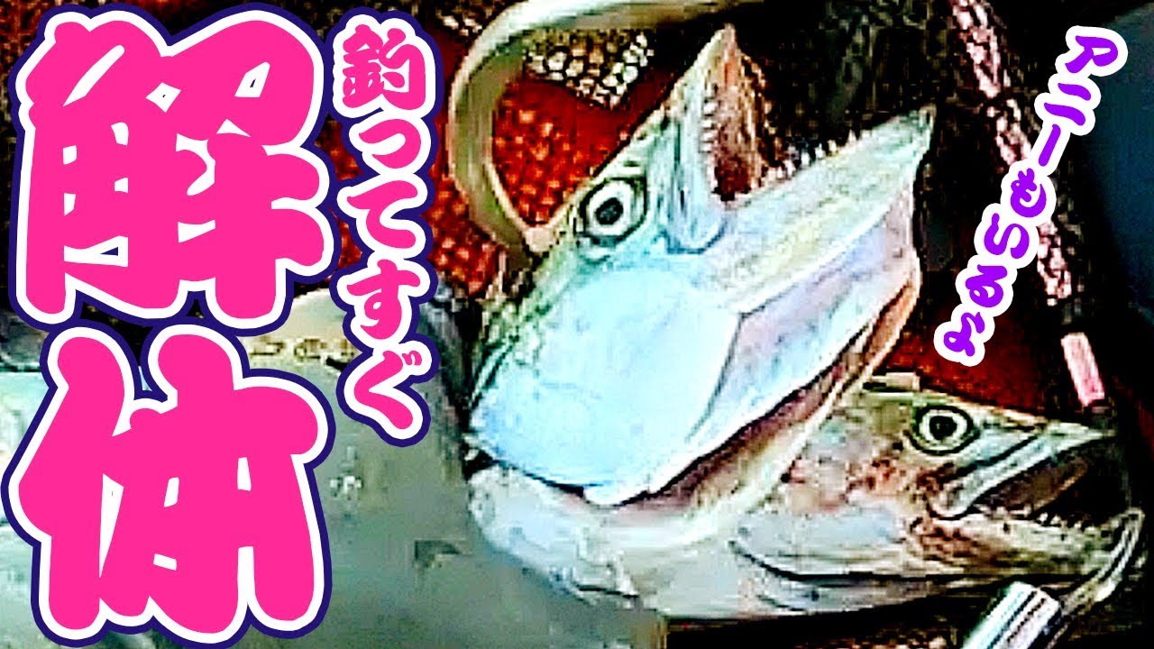《サワラ／サゴシの締め方》閲覧注意！ お尻にアニサキスがびっしり！？