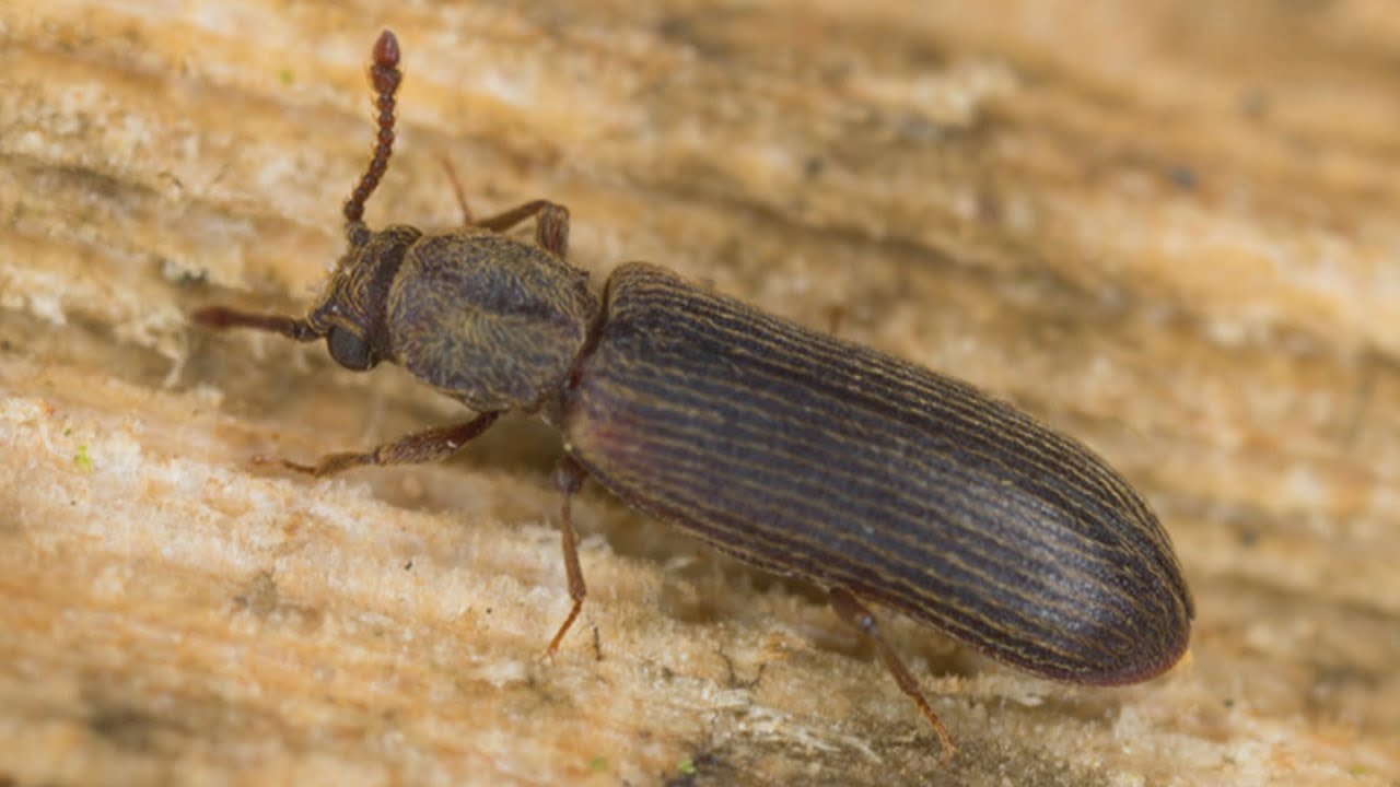 Wood-boring beetle chews up small town rink ending hopes of a hockey season