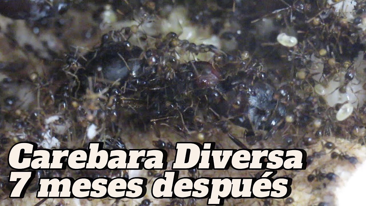 Carebara diversa tras 7 meses: ¡Nunca esperé esto! 🐜💥