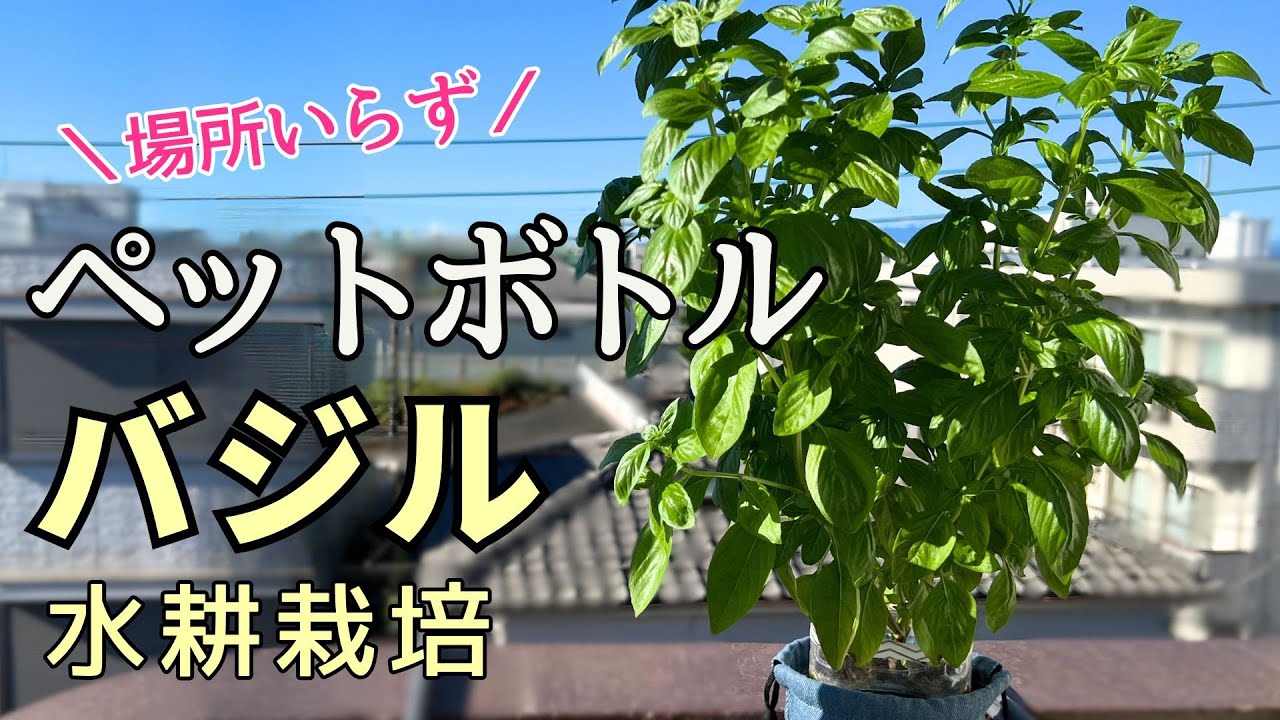 【バジル水耕栽培】ペットボトルとヤシガラで簡単！　根出しのコツと摘心の解説つき♪