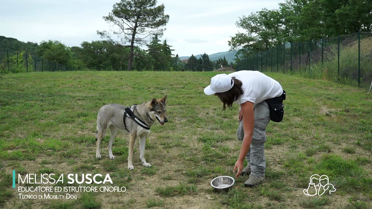 Educare il cane: La ciotola