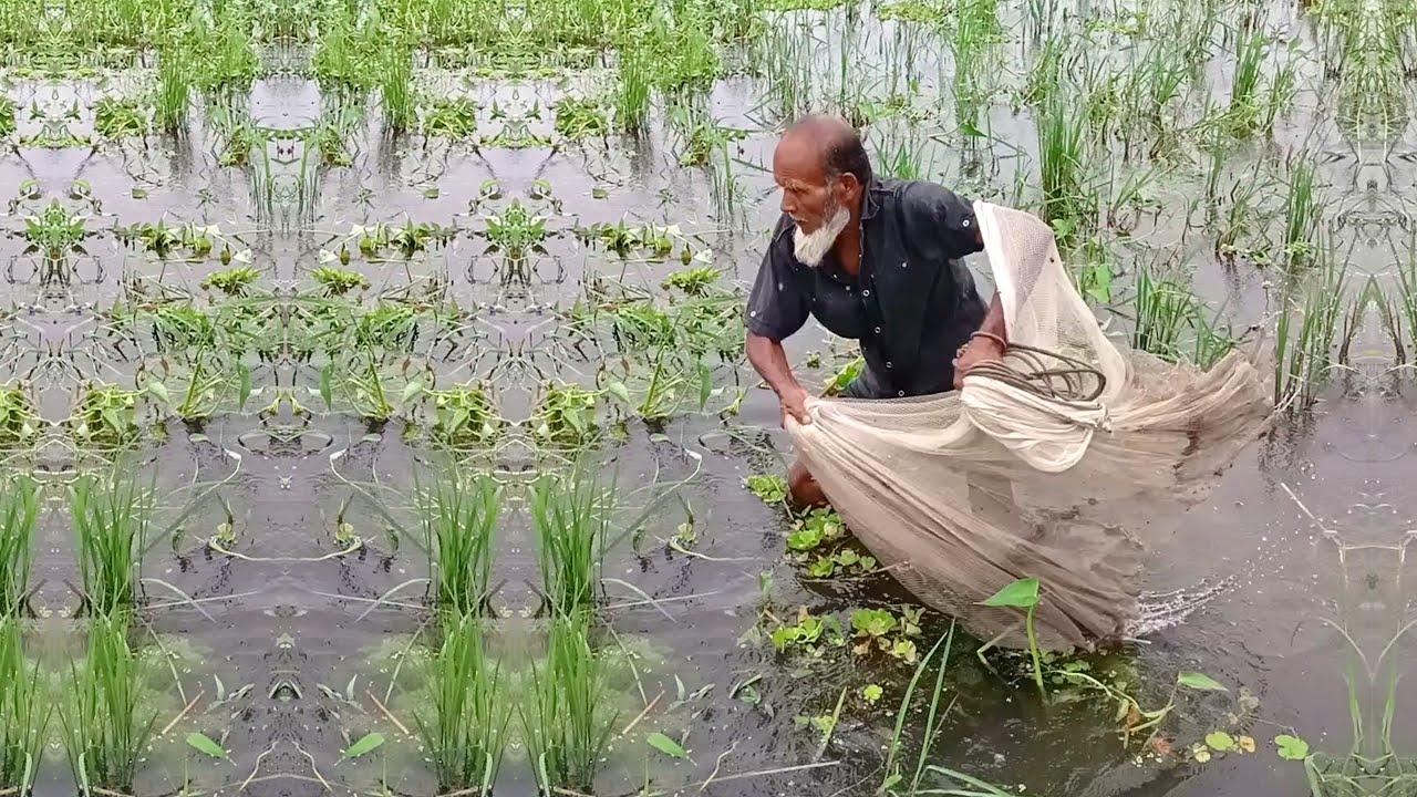 Very Amazing Cast Net Fishing Video - Traditional  Fishing With Net - Best Village Fishing Video