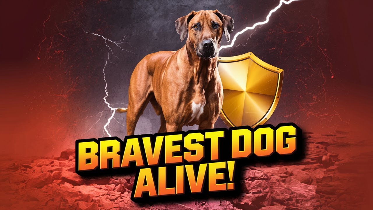 Why The Rhodesian Ridgeback Is Called The BRAVEST Dog Alive