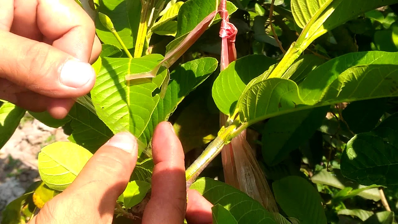 Grafting jackfruit, guava, durian tree with three methods