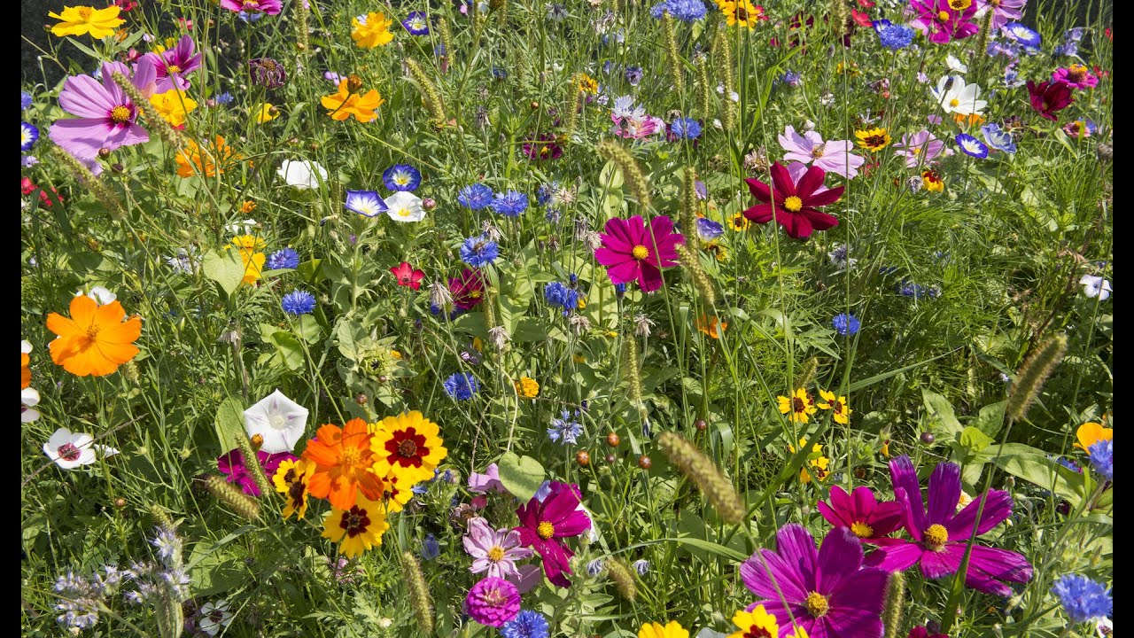 Sådan laver du let din egen blomstereng i haven