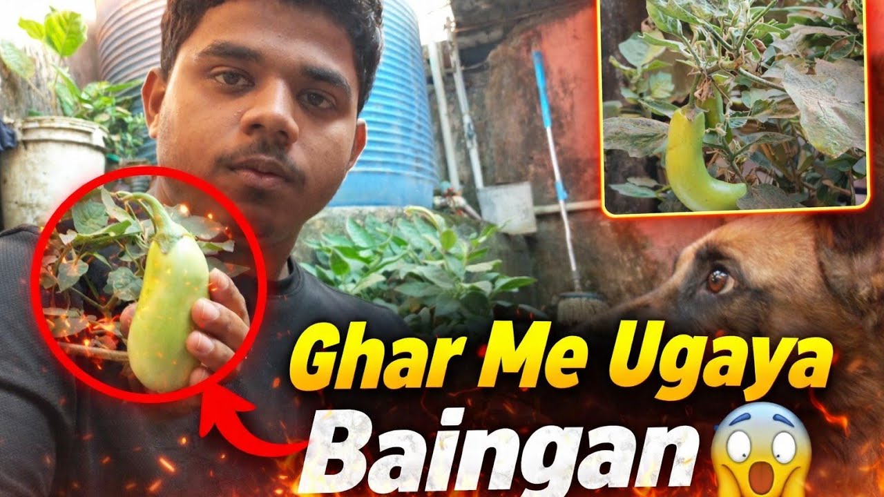Ghar Me Ug Gayi Poori Sabzi Market 😱 | Baingan, Dhaniya, Gobhi Sab Fresh! | Daily Vlog”
