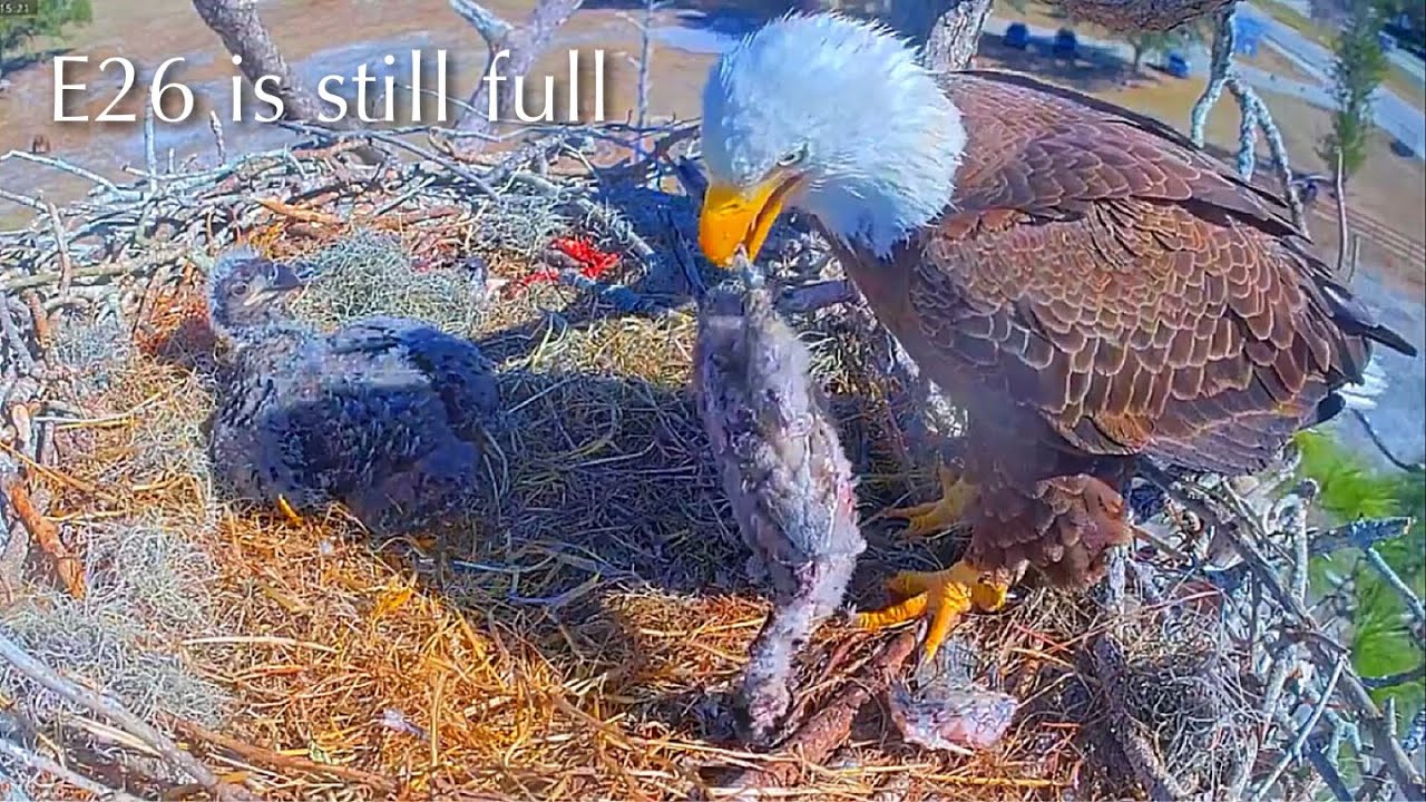 #235🦅E26🐥32°／SWFL Bald Eagle Nest 2025-2026／F23💗M15／Powerd by Southwest Florida Eagle Cam