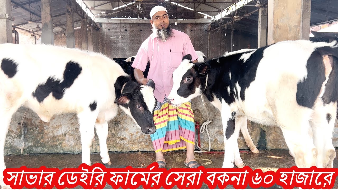 সাভার ডেইরি ফার্মের সেরা বকনা ৫০ হাজারে কিনতে পারেন দুধের রেকর্ড দেখে ২০ থেকে ৪৫ লিটার দুধের গাভী
