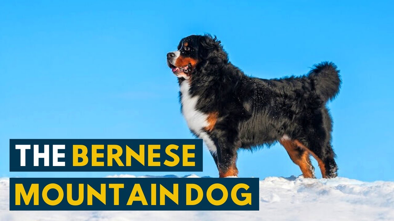 This Is Why The Bernese Mountain Dog Is Called A Forever Puppy!