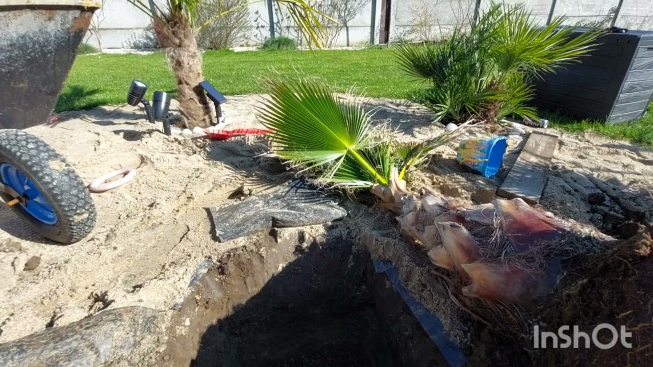 Odcinek 30# Sadzenie do gruntu #Washingtonia Robusta🌴. W końcu wiosna☀️. Banany Maurelli🍌, strelicje