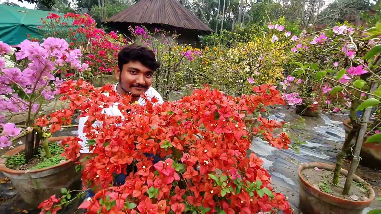Big Bouganvillea plant Bonsai, #Bougainvillealovers