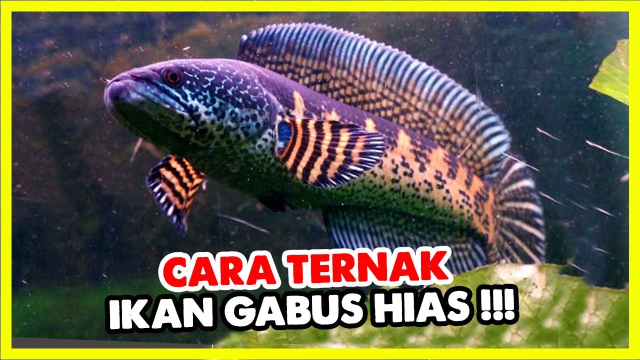 CARA BUDIDAYA IKAN GABUS HIAS BAGI PEMULA