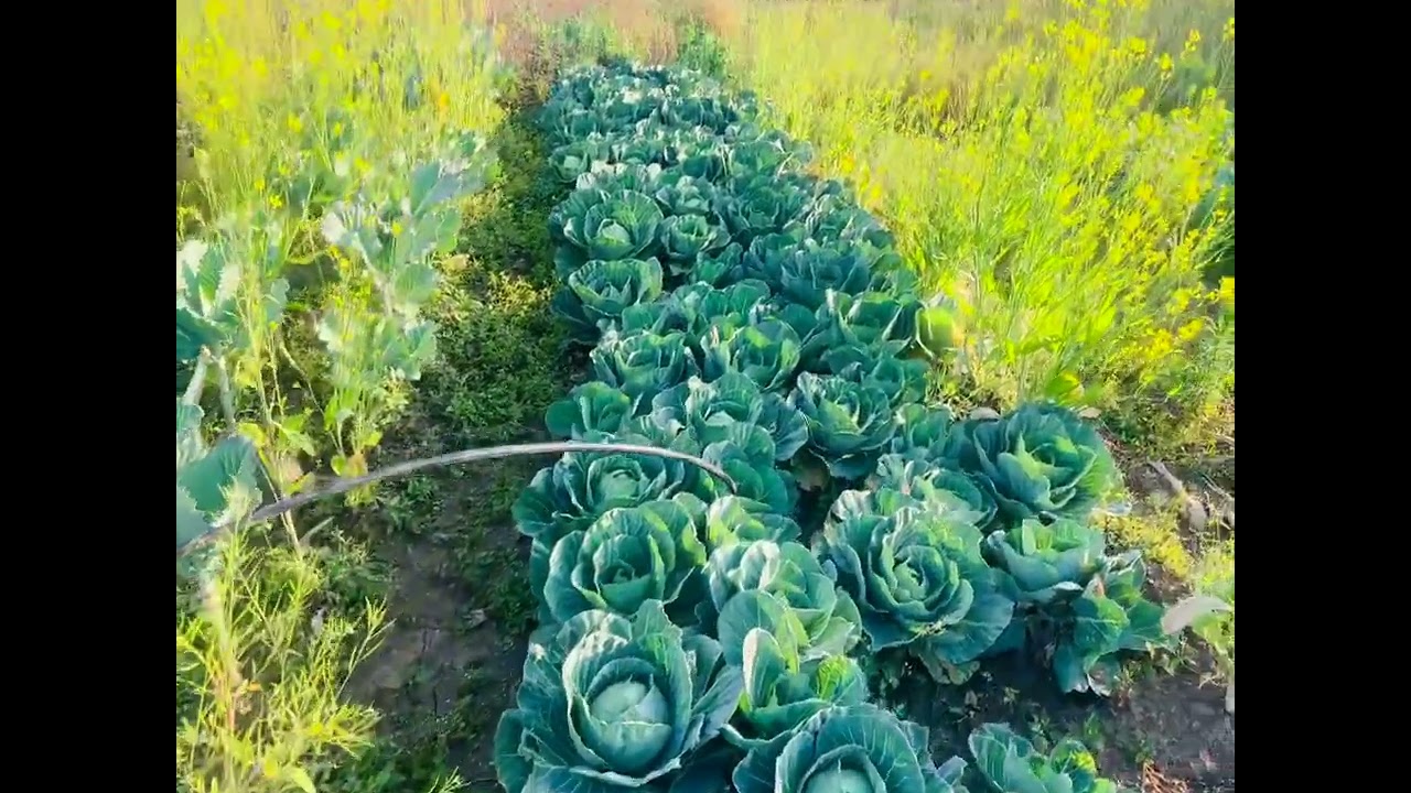 Tlangrua khua pi dum