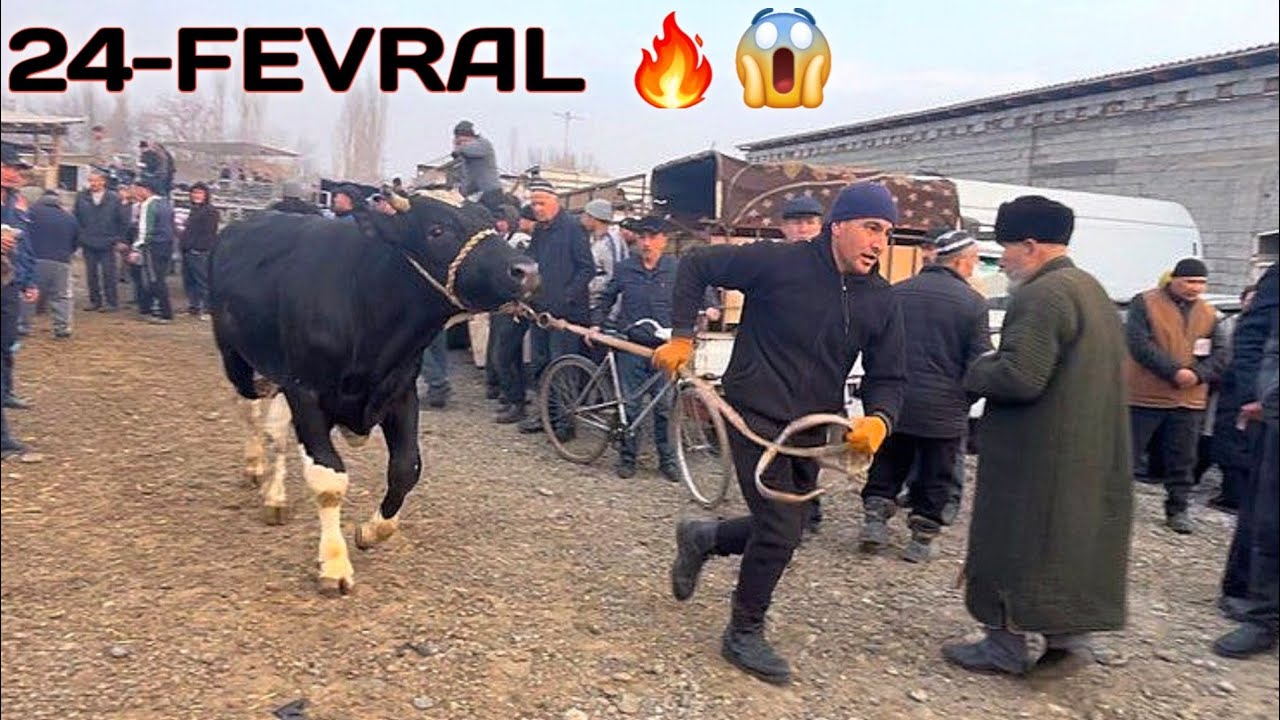 BUGUNGI REAL SOTILGAN VA QAYTGAN NARXLARI DORMANCHA CHORVA BOZORIDAN