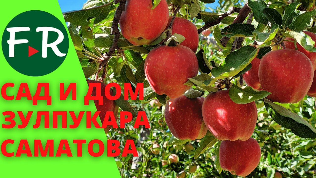 Яблоневый сад Зулпукара Саматова. Традиционный придомовой  участок. Кыргызский быт