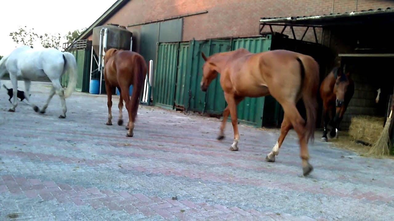 De paarden naar de wei brengen