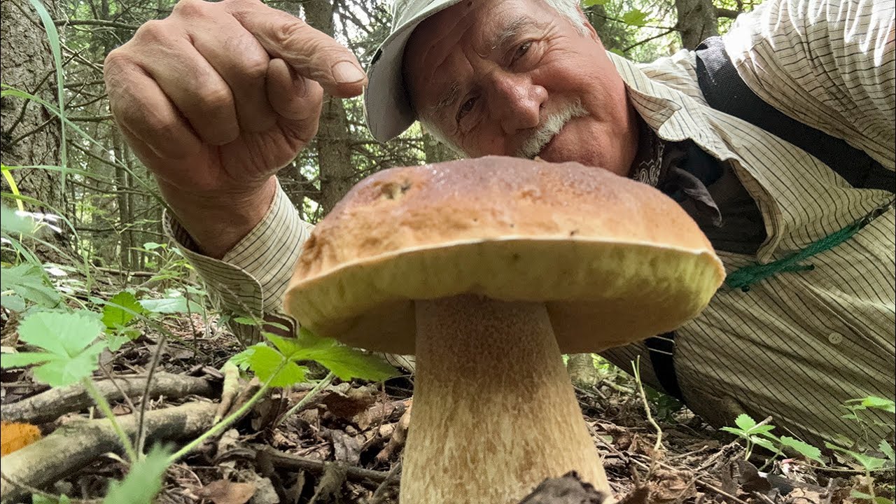 Porcini 2024.  Meraviglie negli abeti, emozioni assicurate. Video 4K UHD