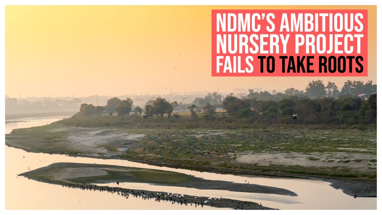 NDMC&rsquo;s ambitious nursery project fails to take roots on Yamuna floodplain