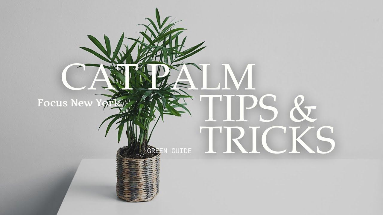 Cat Palm Indoor Care | Roots and Roasts
