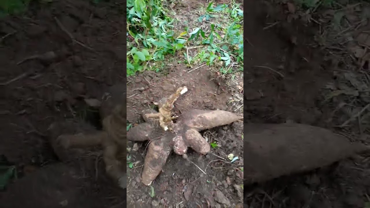 Tige de tubercules de manioc