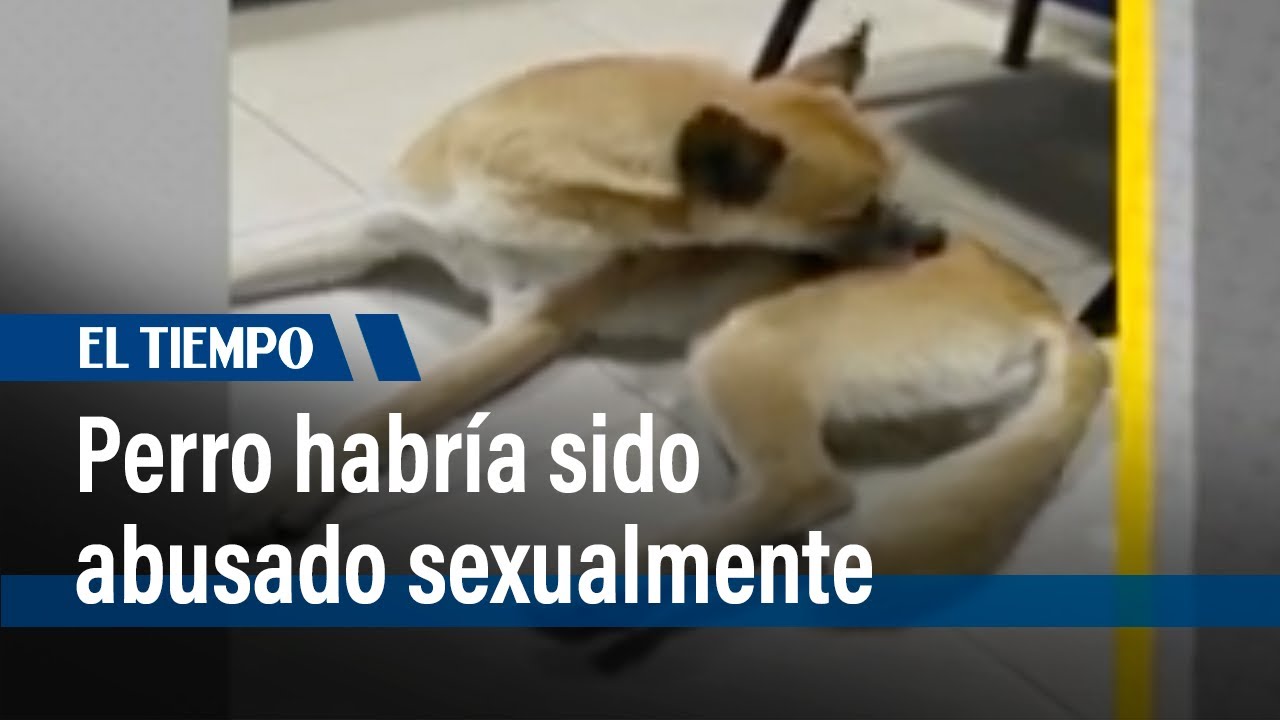 Aberrante caso de maltrato animal, un perro tiene signos de haber sido abusado sexualmente l El Tiem