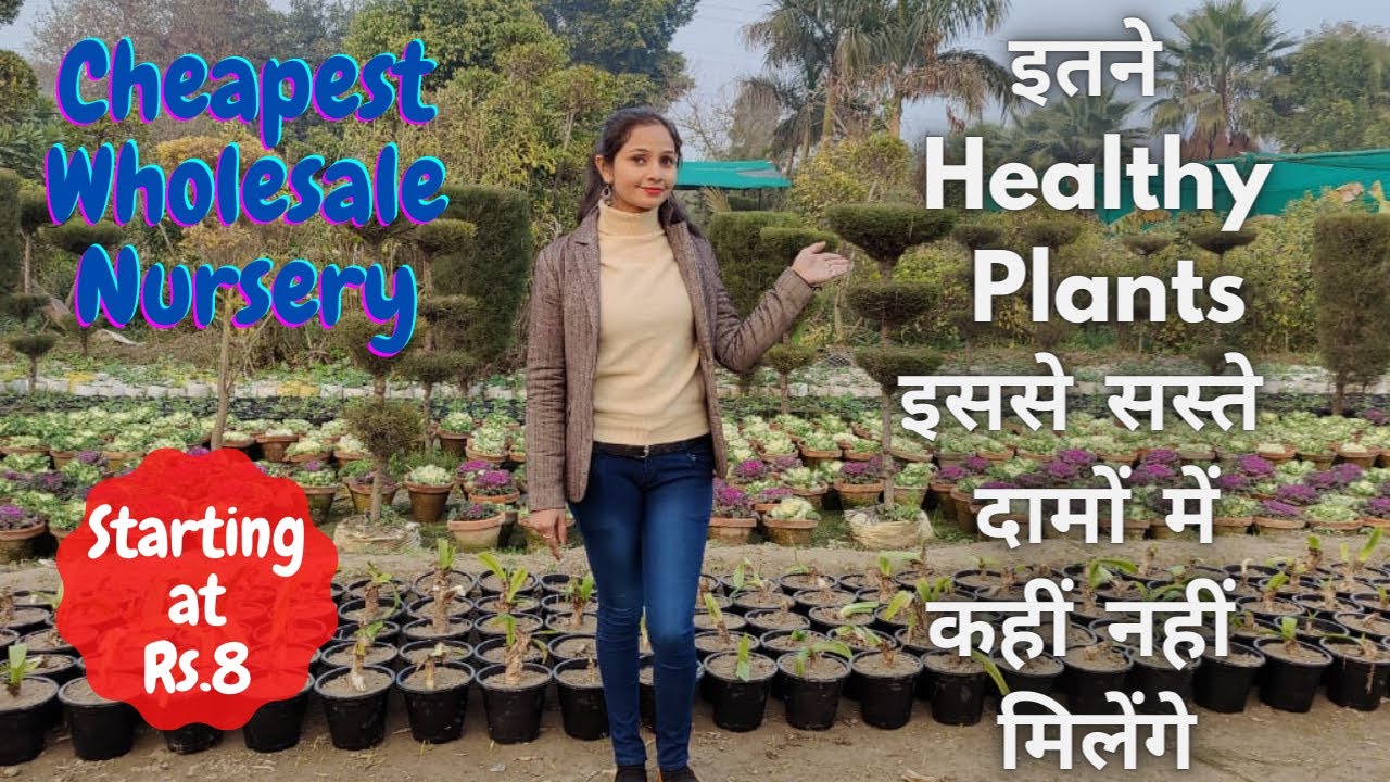 Wholesale Plant Nursery| सबसे सस्ते Plants बस 8 रुपये से शुरू |Best Nursery| #Nanhapodha