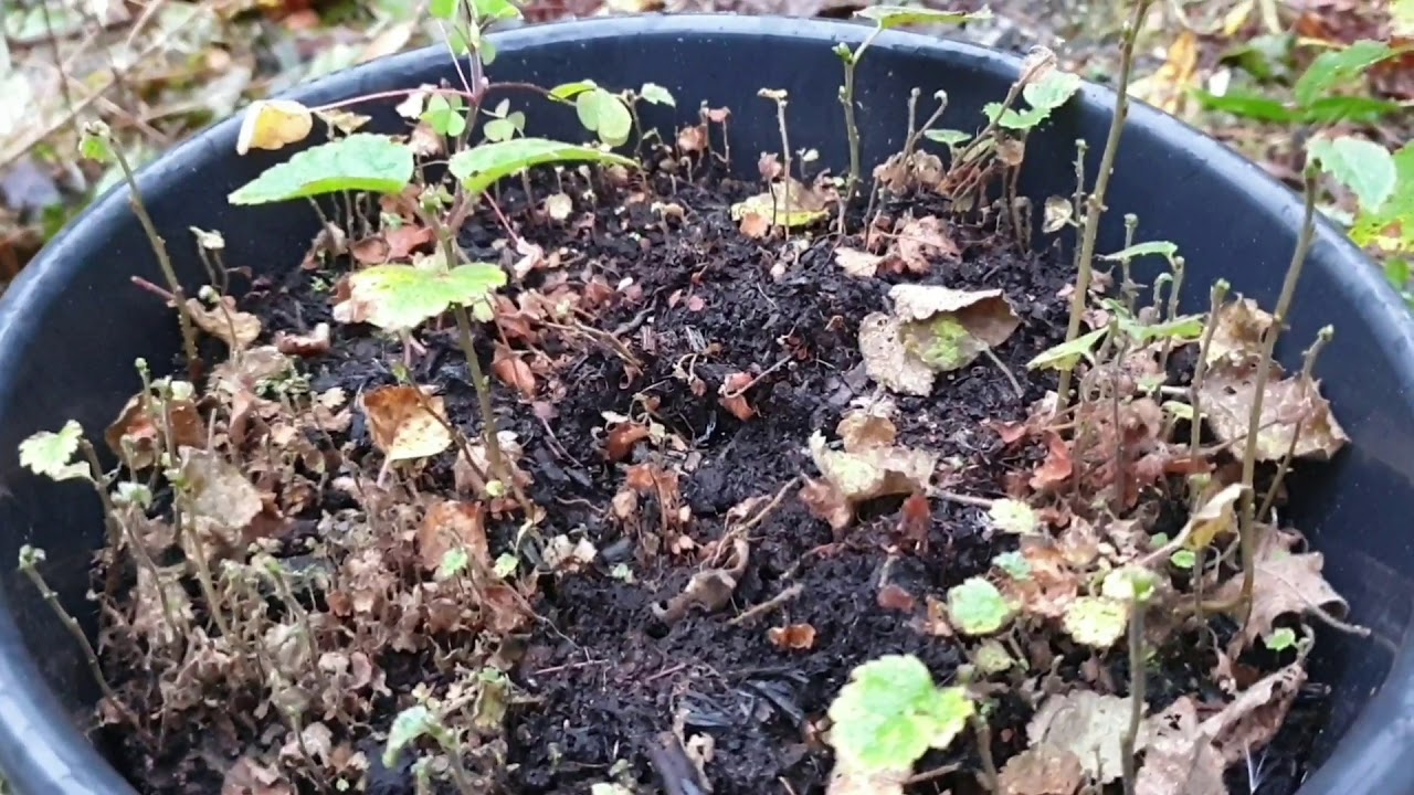 Growing downy birch and silver birch from seed.