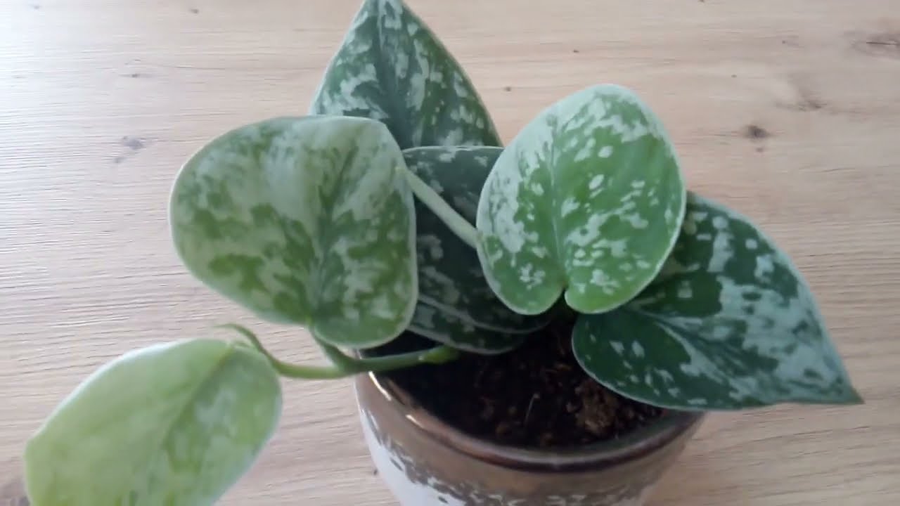 SCINDAPSUS PICTUS Silver Ann🌱 w telegraficznym skr&oacute;cie